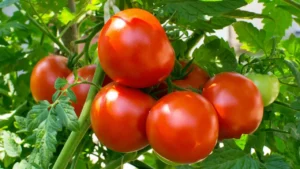 Tomate tem colágeno?